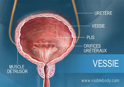 Vessie et urètre : Anatomie, localisation et fonction 